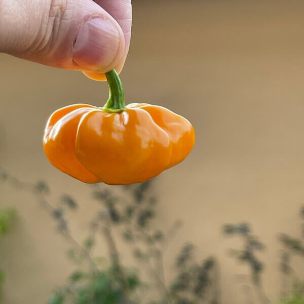 Scotch Bonnet Orange